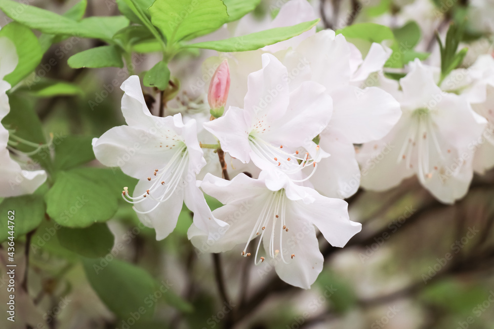 Obraz premium White pink lush flowers on the bush Rhododendron