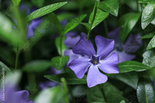 Photo Lilac periwinkle Vinca flowers on a dark green leaves background