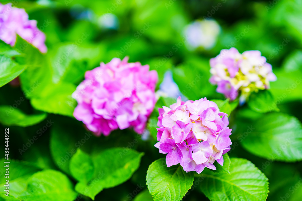 Fototapeta premium hydrangea flower in rainy season Japan