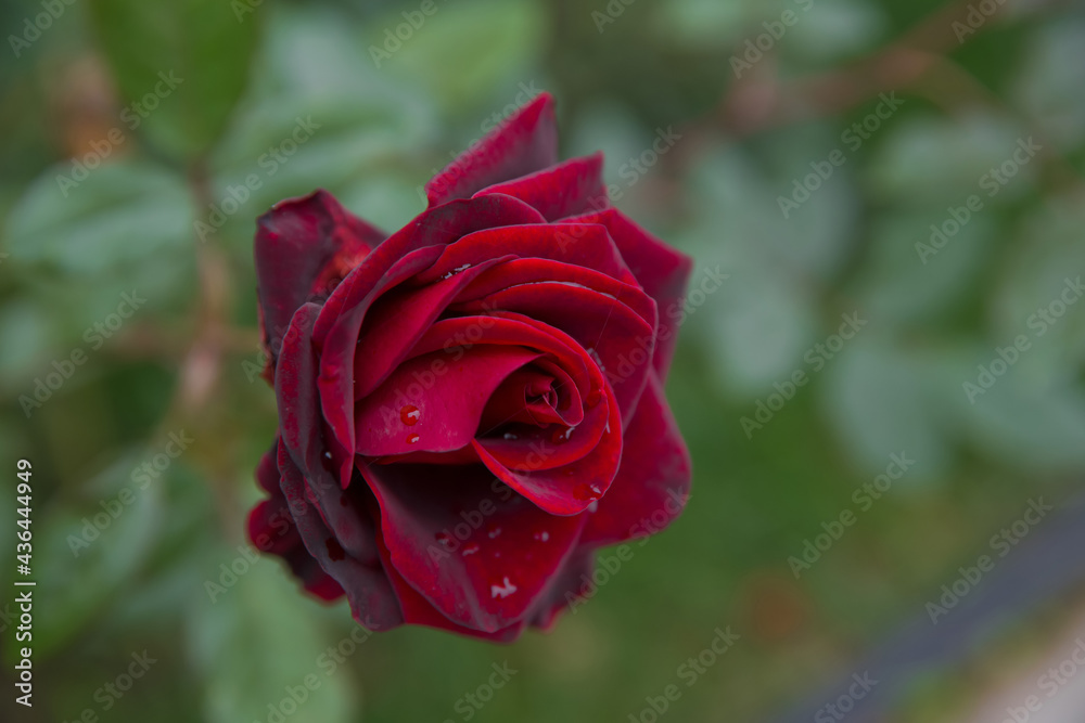 Red rose as a natural and holidays background . Beautiful rose flowers blooming , Macro . Nice roses background. Selective focus planning. rose on beautiful sunny abstract natural bokeh . Red rose as a natural and holidays background . Beautiful rose flowers blooming , Macro . Nice roses background. Selective focus planning. rose on beautiful sunny abstract natural bokeh .