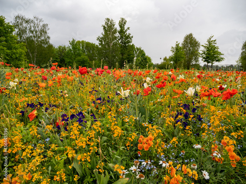 spring field of colorful flowers