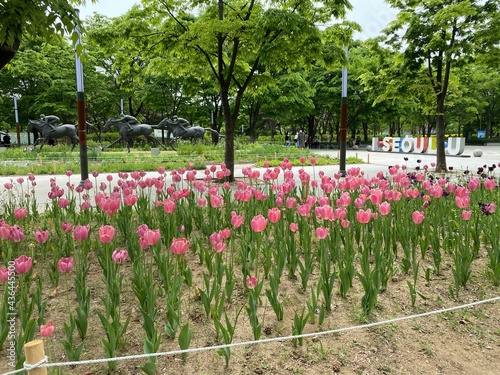 tulip field in spring
