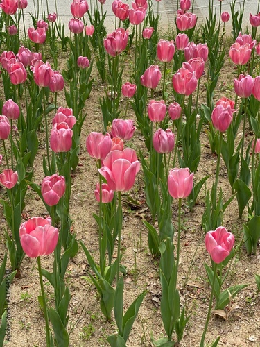 tulips in the garden