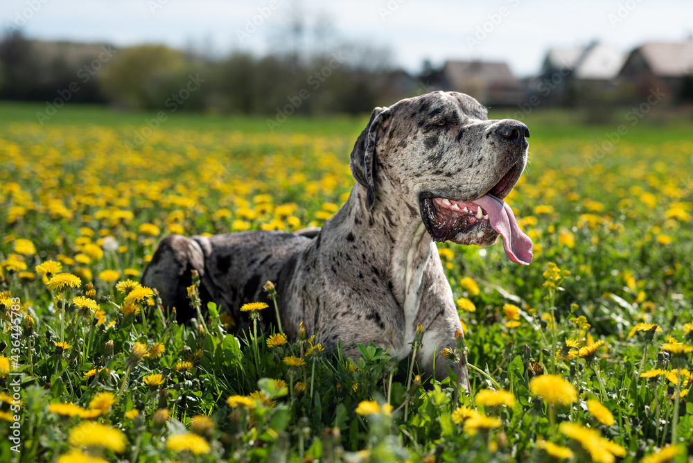 Great dane is lying in dandelion field Great dane is lying in dandelion field