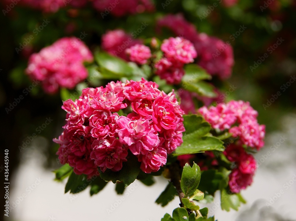 pretty small pink flowers of Crataegus laevigata tree at spring pretty small pink flowers of Crataegus laevigata tree at spring