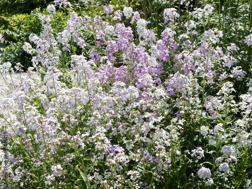 Hesperis matronalis |  julienne ou giroflée des dames à tiges ramifiées portant des grappes de fleurs couleur rose lilas et blanc pur sur de hautes tiges photo