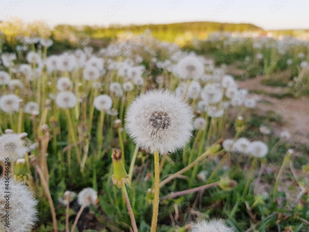 White fluffy dandelion in a field