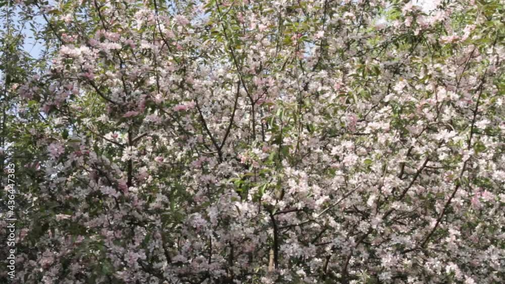 White and pink blooming branches of tree with gentle flowers, fresh green leaves, swinging in the light wind on the background of a spring garden and a blue sky in a sunny day, medium shot White and pink blooming branches of tree with gentle flowers, fresh green leaves, swinging in the light wind on the background of a spring garden and a blue sky in a sunny day, medium shot