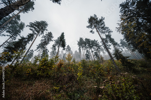 Mountain landscape. Misty forest. Natural outdoor travel background. Slovakia, Low Tatras, Demenovska hora and dolina vyvierania. Liptov travel. photo