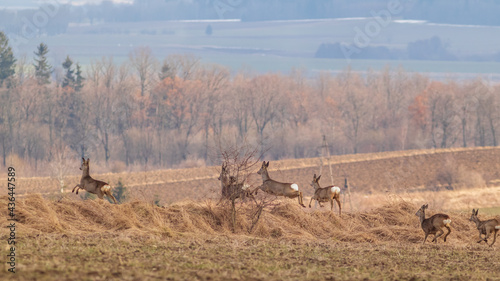 Fototapeta Naklejka Na Ścianę i Meble -  sarny i jelenie na polu
