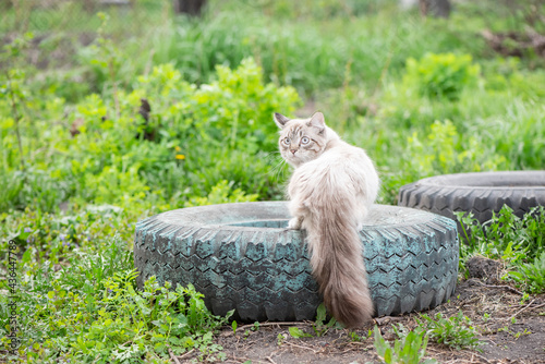 A beautiful fluffy cat of the Neva Masquerade breed in summer walks on green grass photo