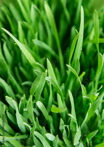 Green grass on green background.