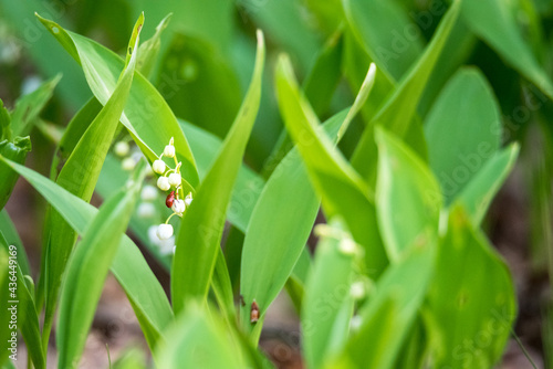 Lilies of the valley in the forest. Signs of spring in nature. Bell-shaped flowers and fresh green leaves.