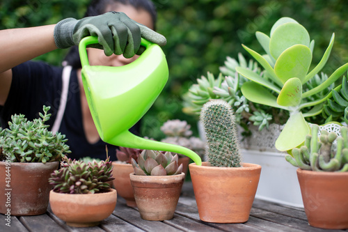 Woman gardeners hand watering cacti and succulents in clay pots on the wooden table. Concept of home garden.