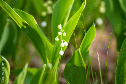 Lilies of the valley in the forest. Signs of spring in nature. Bell-shaped flowers and fresh green leaves.