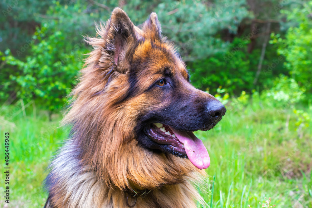 young one-year-old german shepherd in nature. young one-year-old german shepherd in nature.