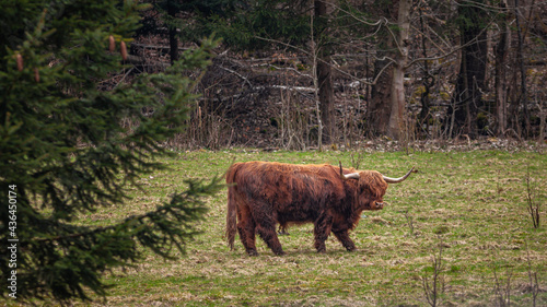 Szkocka krowa highlander © Aleks