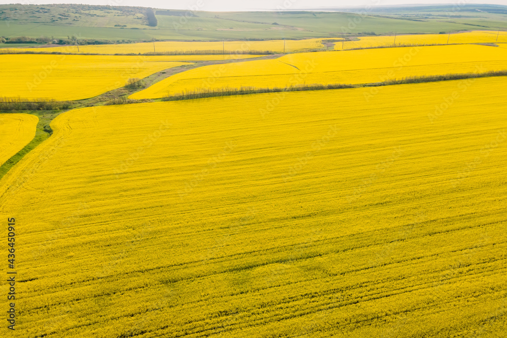 Blooming rapeseed field with evening light. Aerial view Blooming rapeseed field with evening light. Aerial view