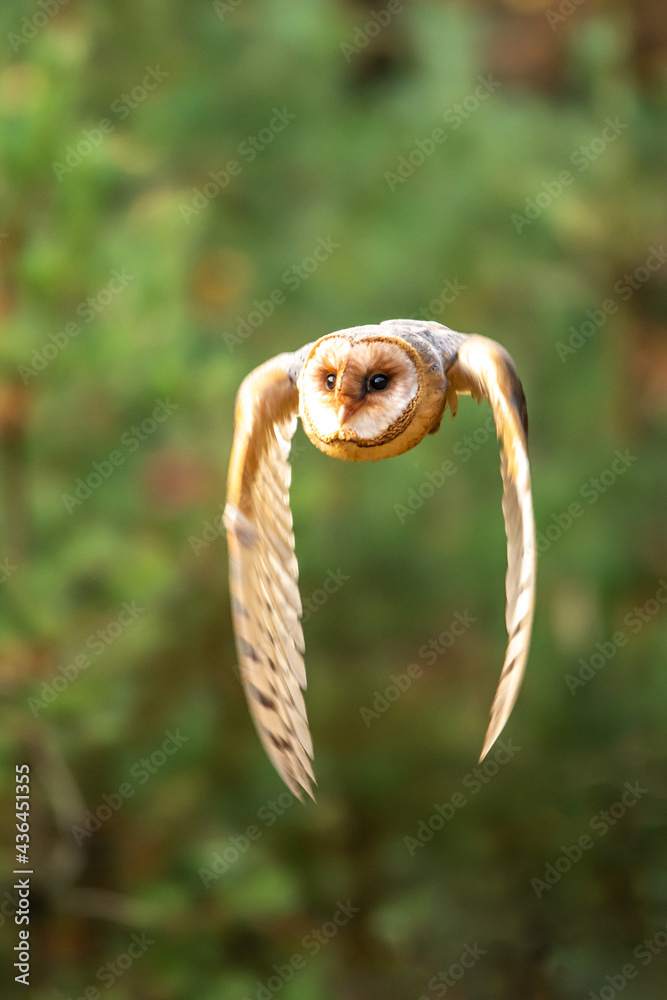 Barn owl sit on stump in autumn forest - Tyto alba