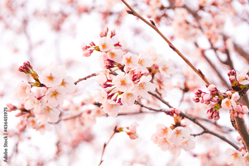 Cherry Blossoms