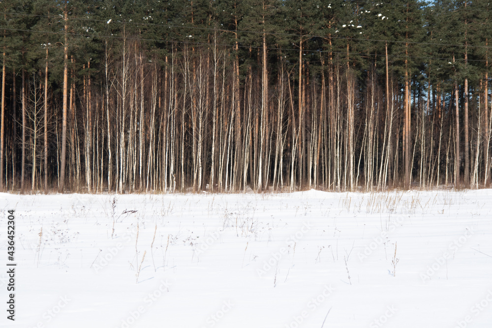 winter landscape in the forest. winter landscape in the forest.