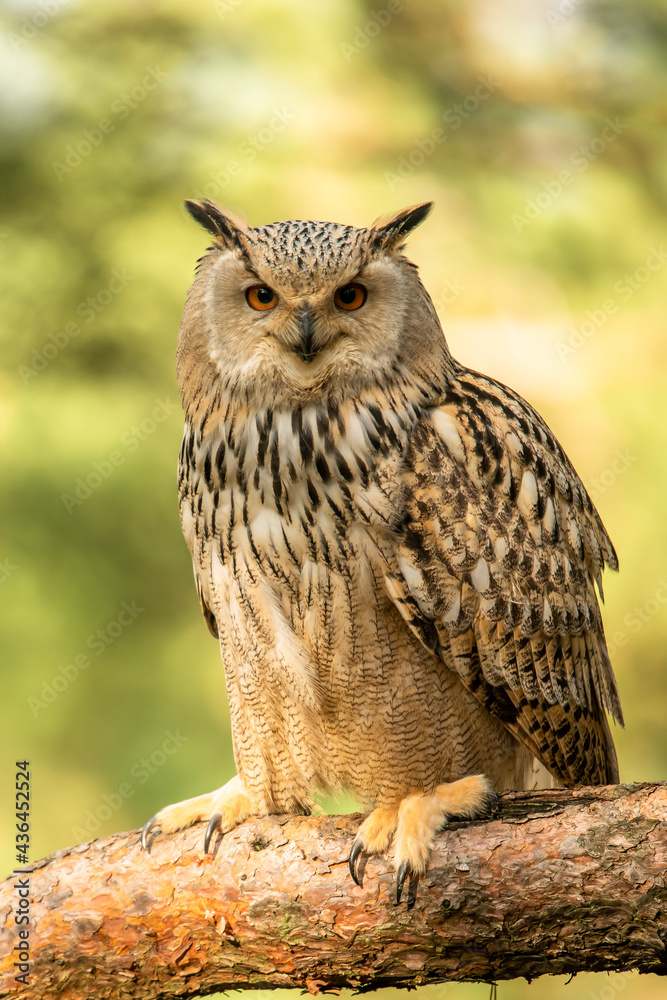 Fototapeta premium Eurasian Eagle Owl head, Bubo bubo, a large species of Eagle Owl. Sit in a tree, red eyes staring at you. One of the largest species of owls