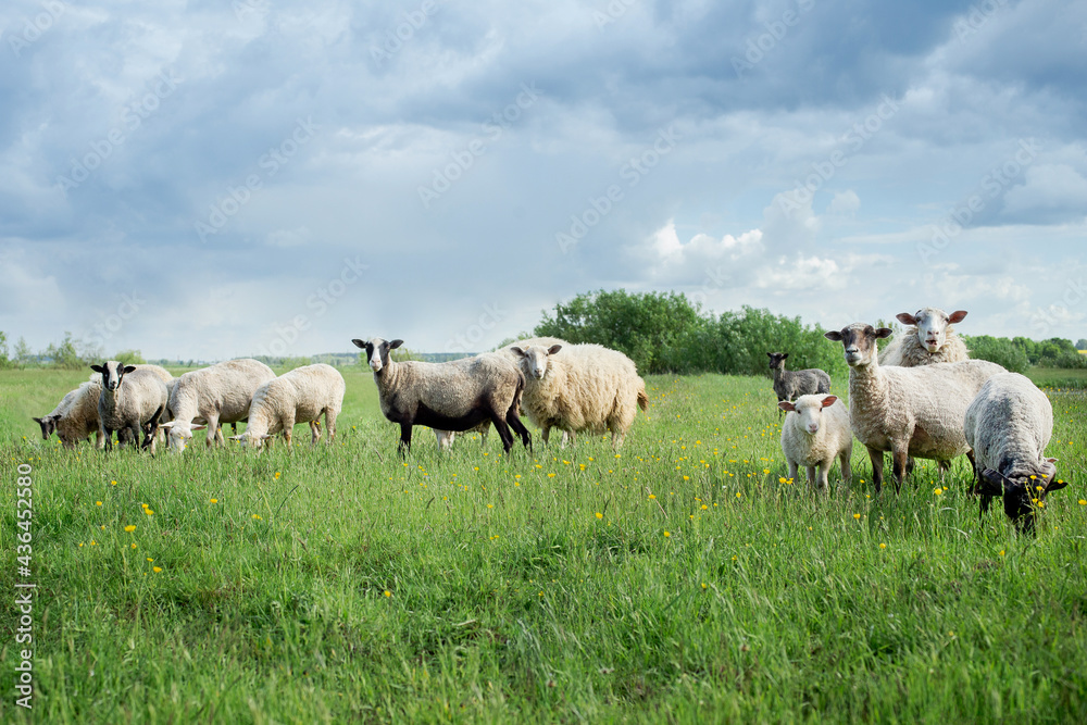Sheep in the meadow. Sheep on the green grass. A flock of sheep. Farm Sheep in the meadow. Sheep on the green grass. A flock of sheep. Farm
