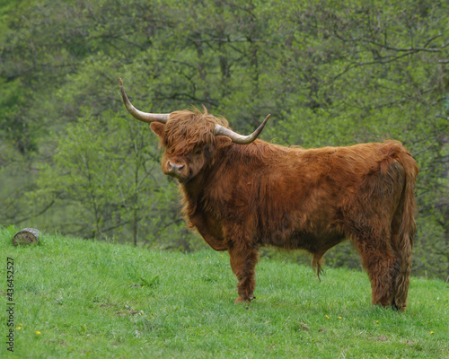 Szkocka krowa highlander