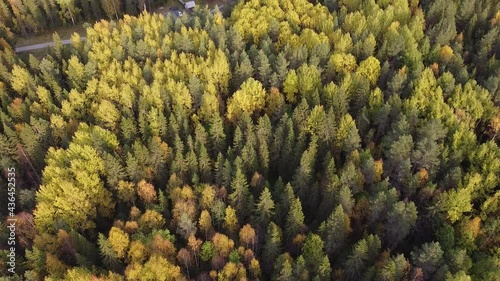 Summer, early autumn in forest aerial top view. Mixed forest, green conifers, deciduous trees, countryside woodland. Drone above colorful texture in nature