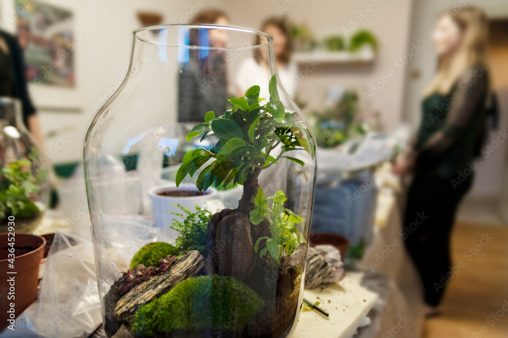 Plants for Terrarium. Terrarium Plants. Florarium. Miniature Botanical Horticulture Grow. Making Terrarium workshop