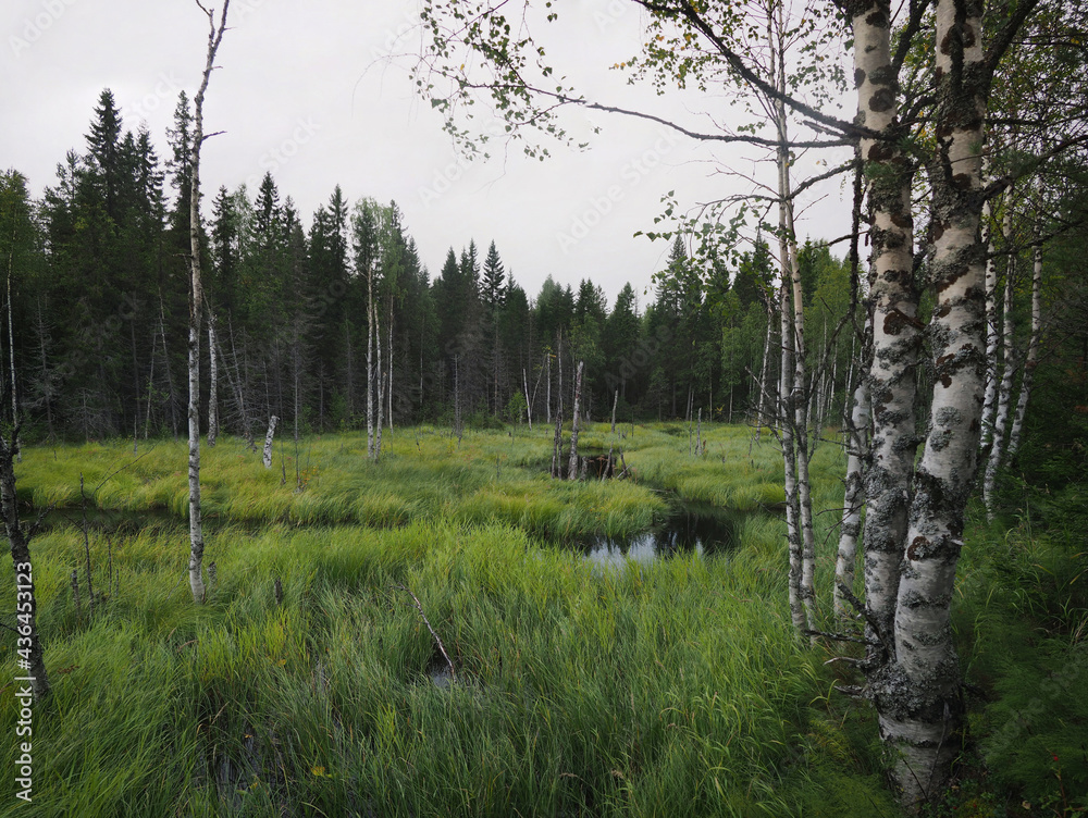 Fototapeta premium Birch trees in a swamp in the forest in summer