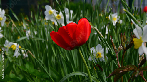 Close-up of a red tulip against the backdrop of a garden bed with white-yellow daffodils on a sunny day.