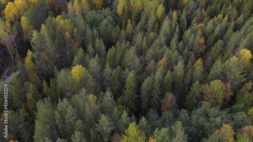 Summer, early autumn in forest aerial top view. Mixed forest, green conifers, deciduous trees, countryside woodland. Drone above colorful texture in nature