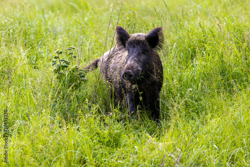 The wild boar is eating the plants in the grasslands, Baranja, Croatia