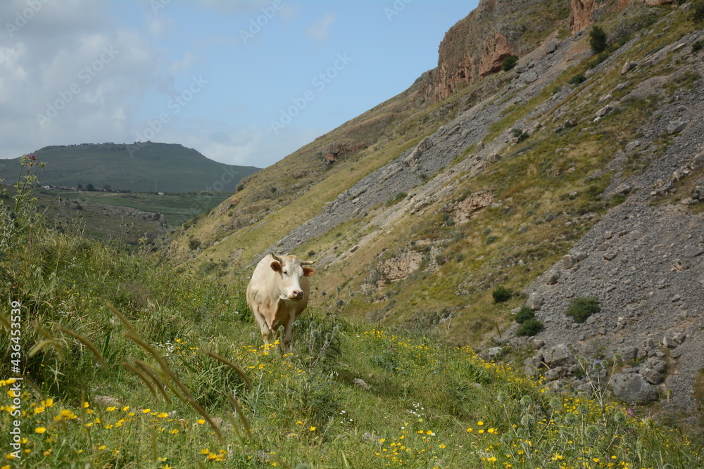 White cow is grazing on the green hills of Galilee under Arbel  mount. Arbel National Park and Nature Reserve. Israel