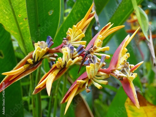 fleurs tropicales à bali