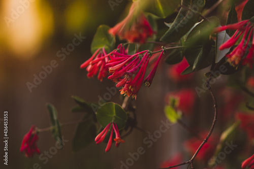 Schilderij op canvas Red flowers on a highly blurred background; living plants at sunset
