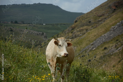 White cow is grazing on the green hills of Galilee under Arbel mount. Arbel National Park and Nature Reserve. Israel