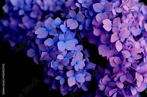 黒背景の紫陽花