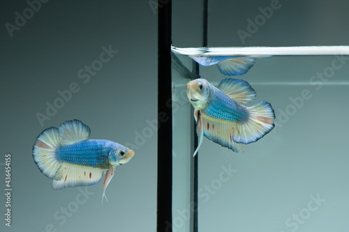 Two Betta fish super blue siamnese Fighting Fish Splendens swimming in Fish tank photo