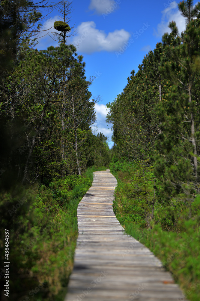 Ein Bohlenweg im Naturschutzgebiet Murnauer Moos