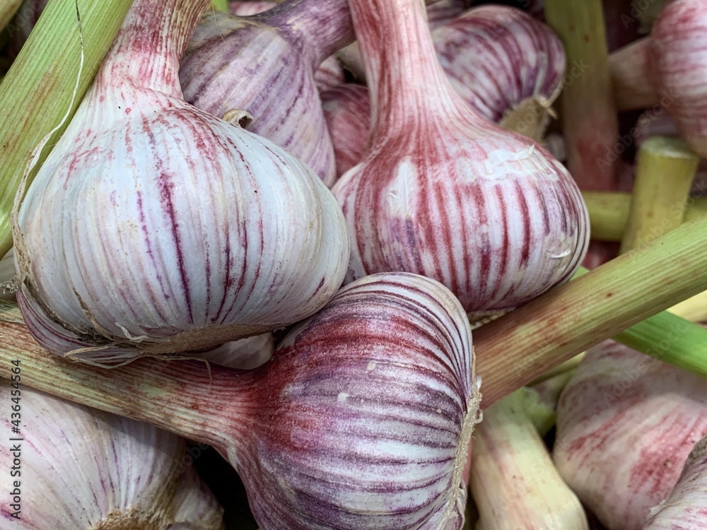 Young fresh heads of garlic bulb.