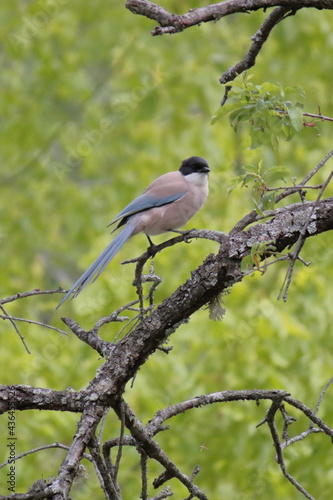 Rabilargo azul posado en una rama. Sierra de Guadarrama