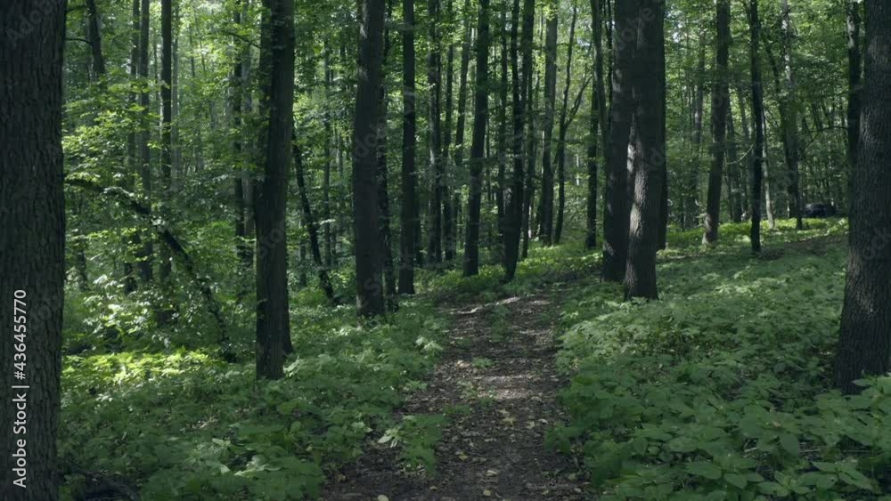 beautiful fairy forest, bird's eye view, spring in the forest