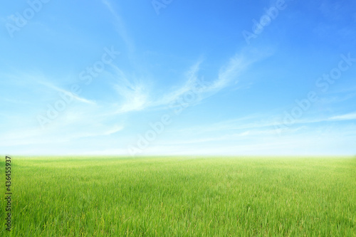 Green field and Blue sky for background