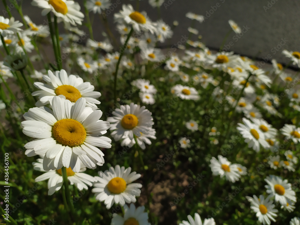Fototapeta premium White petals Marguerite chamomile flowers in full blow in spring for bumblebees in summer as beautiful daisy flower pollination freshness and organic herbs in tranquil situation on a shiny summer day