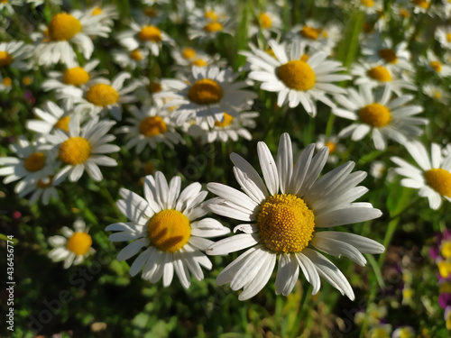 White petals Marguerite chamomile flowers in full blow in spring for bumblebees in summer as beautiful daisy flower pollination freshness and organic herbs in tranquil situation on a shiny summer day