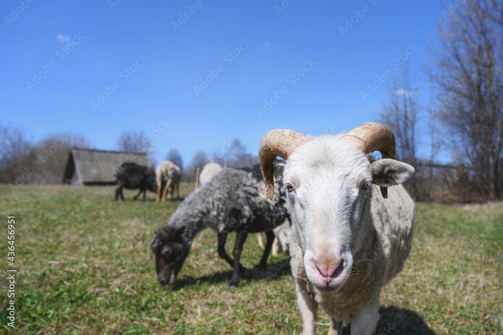 Portrait of a ram looking into the photographer's camera, close-up. White muzzle of a ram with round horns. In the background there is a rural pasture with green grass and a herd of sheep. Spring Portrait of a ram looking into the photographer's camera, close-up. White muzzle of a ram with round horns. In the background there is a rural pasture with green grass and a herd of sheep. Spring