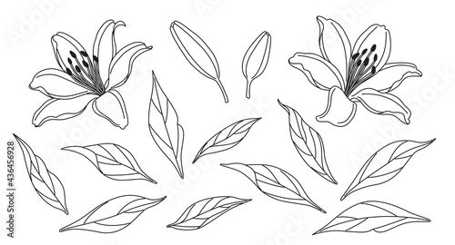 Lily Flowers and Leaves Sketch