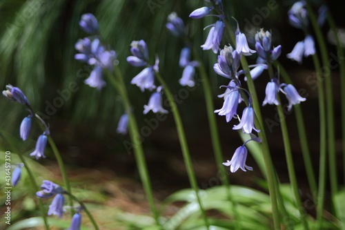 Blue bells of spring flowers © Przemyslaw